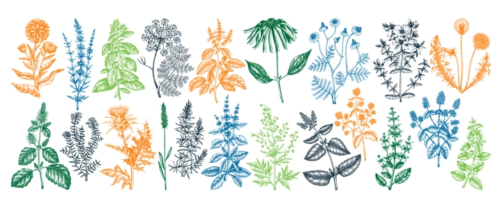 Vintage herbs illustrations. Aromatic plants collection in sketched style. Botanical design elements. Herbal tea ingredients. Hand drawn medicinal herbs for cosmetics, herbal medicine, perfumery.